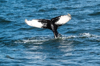 2026 Whale Watch and Dolphin Cruise