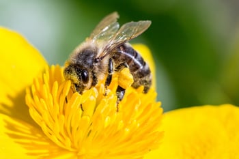 Climate Week NYC: Nature Detectives: Pollinators! @ Arverne Library - QPL