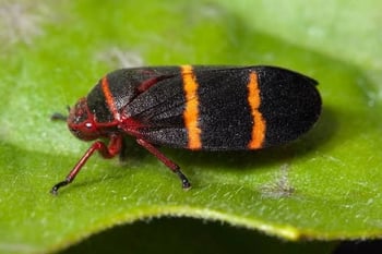 Spittlebugs and Climate Change
