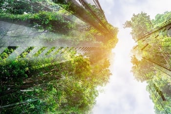 Perspectives on the UK Natural Capital Sector for Foreign Investors