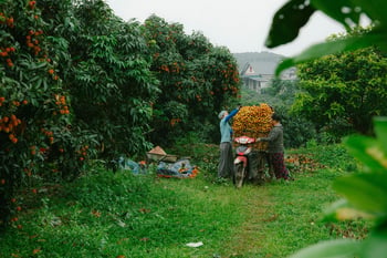 Agroforestry & Agri-Based Carbon Projects in the Global South — A 360° View: Panel and Project Experience