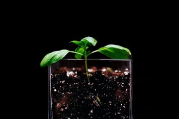 Engineering Nature: Soil Ecosystems as Critical Infrastructure