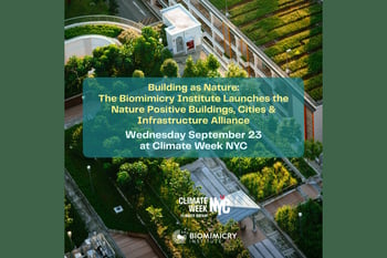 Building as Nature: The Biomimicry Institute Launches the Nature Positive Buildings, Cities & Infrastructure Alliance
