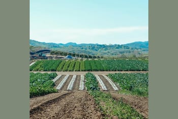 The Nitrogen Opportunity: Investable Pathways to Reduce N₂O and N Losses on Agricultural Lands