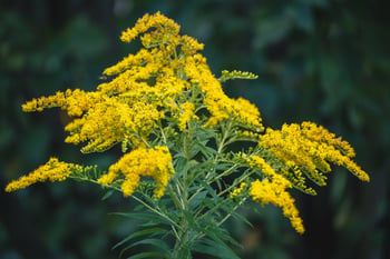 Beyond the Goldenrod: Sharing Stories of Native Plant Gardens