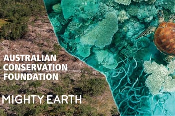 From Beef to Reef: How Deforestation is Killing the Great Barrier Reef