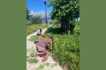 Climate Week: Stewardship at East River Park