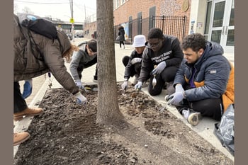 Harlem Street Tree Care