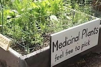 Medicinal Garden Workshop