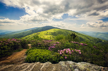 Over, Under, and Through: Wildlife Connectivity and Resilience in Appalachia