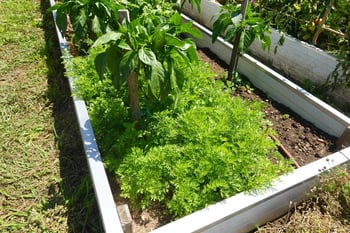 Grow More, Water Less Rooftop Experience
