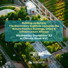 Building as Nature: The Biomimicry Institute Launches the Nature Positive Buildings, Cities & Infrastructure Alliance