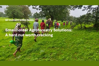Smallholder Agroforestry Solutions: A hard nut worth cracking