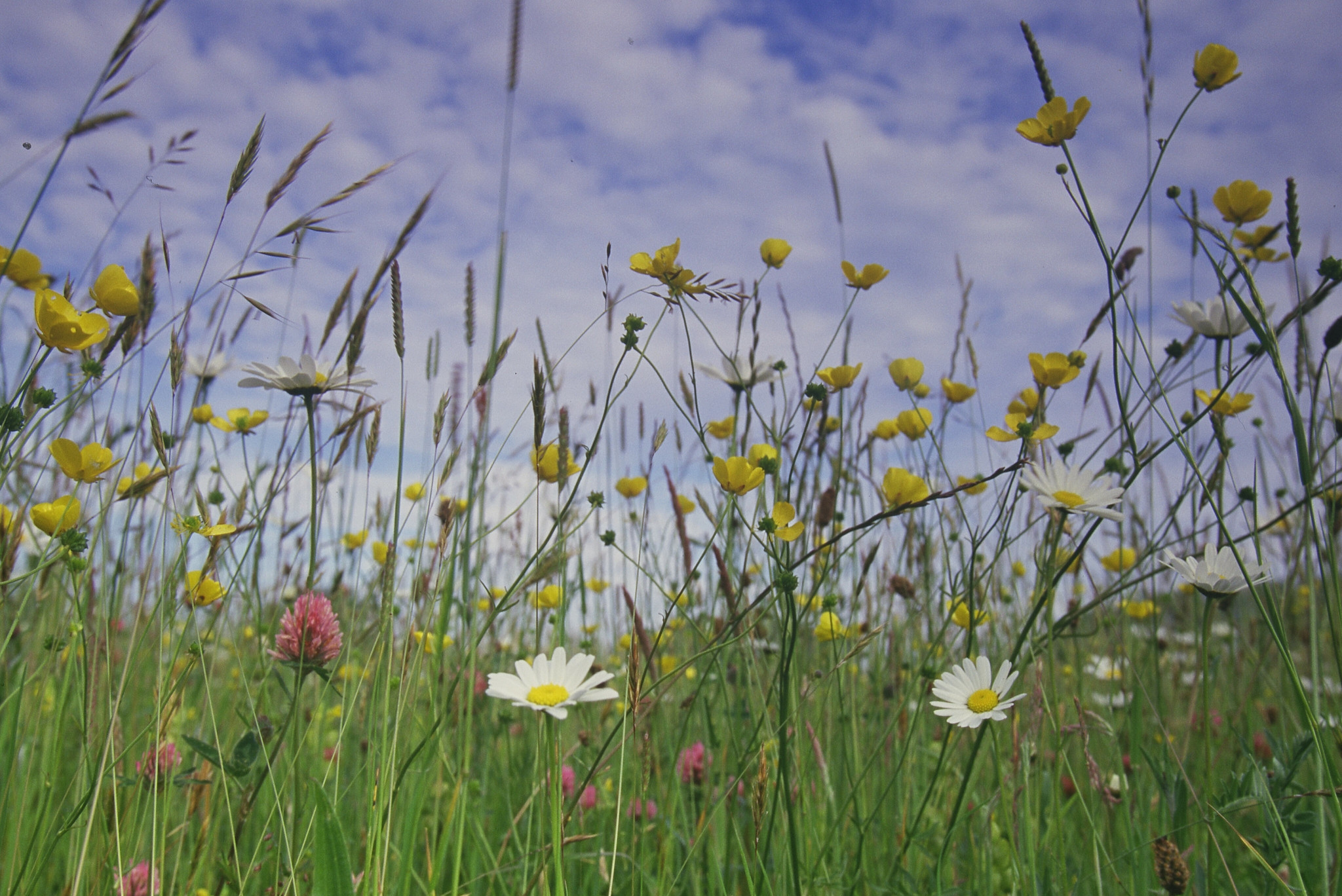 Wildflowers