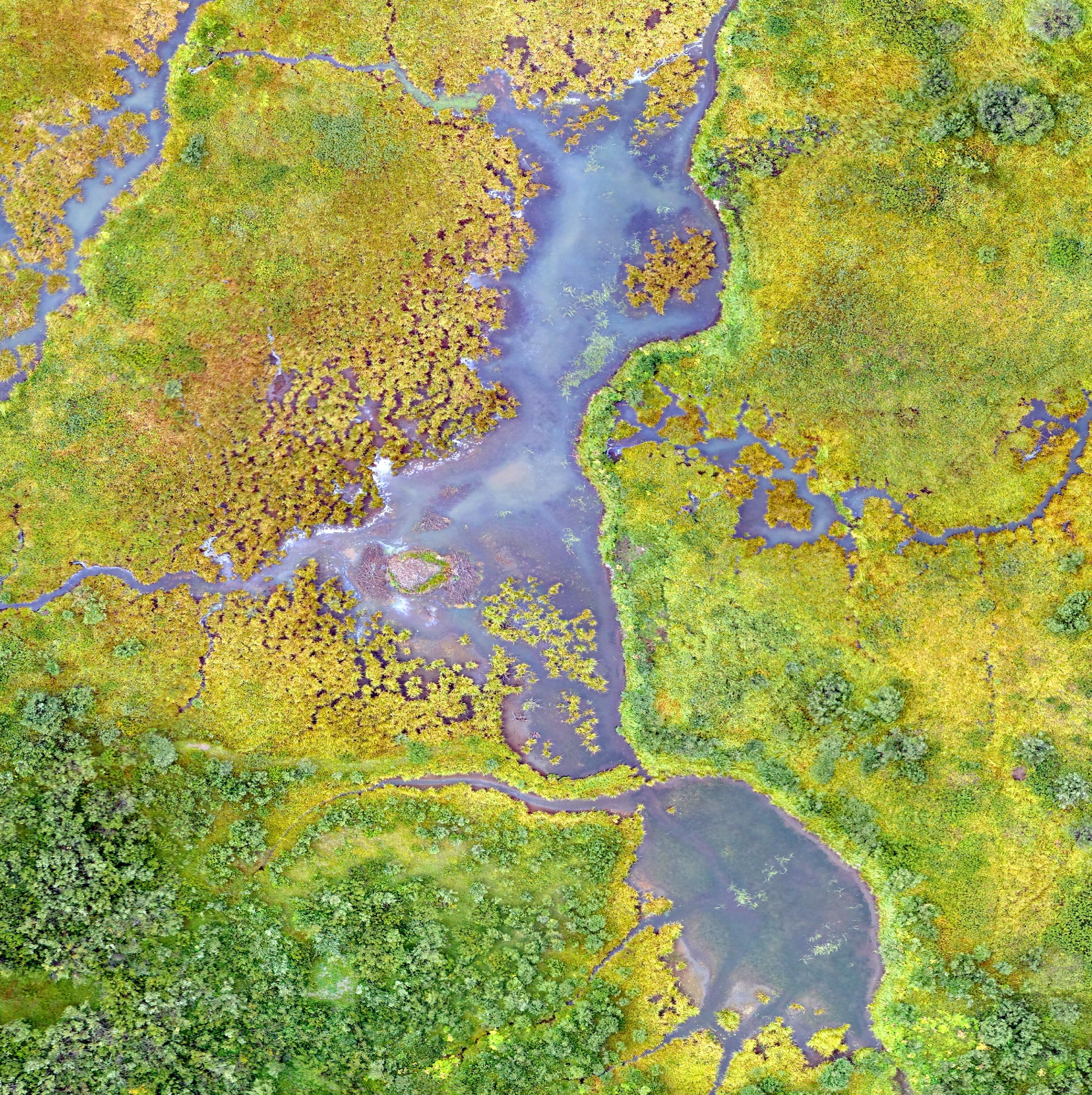 Aerial view of a mangrove forest in the Saloum Delta National Park, Senegal. Mangroves provide societal benefits while also preserving ecosystems and storing carbon