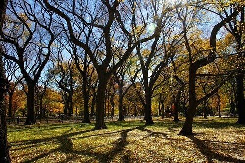 Climate Week NYC: Benefits of an Urban Forest @ Ridgewood Library - QPL
