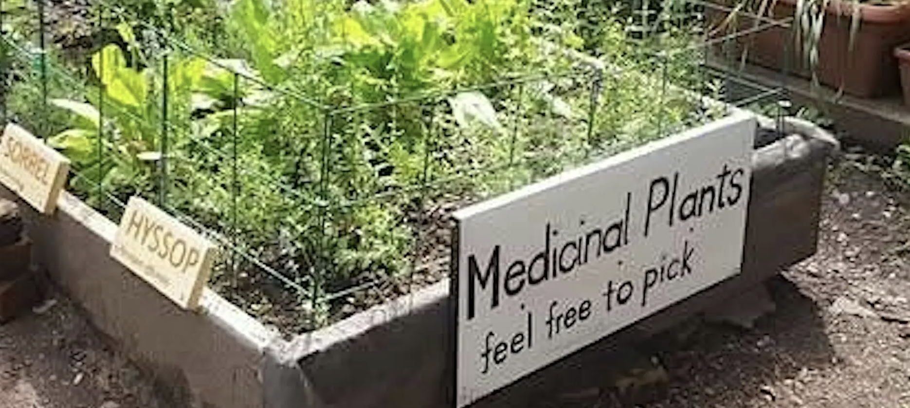 Medicinal Garden Workshop