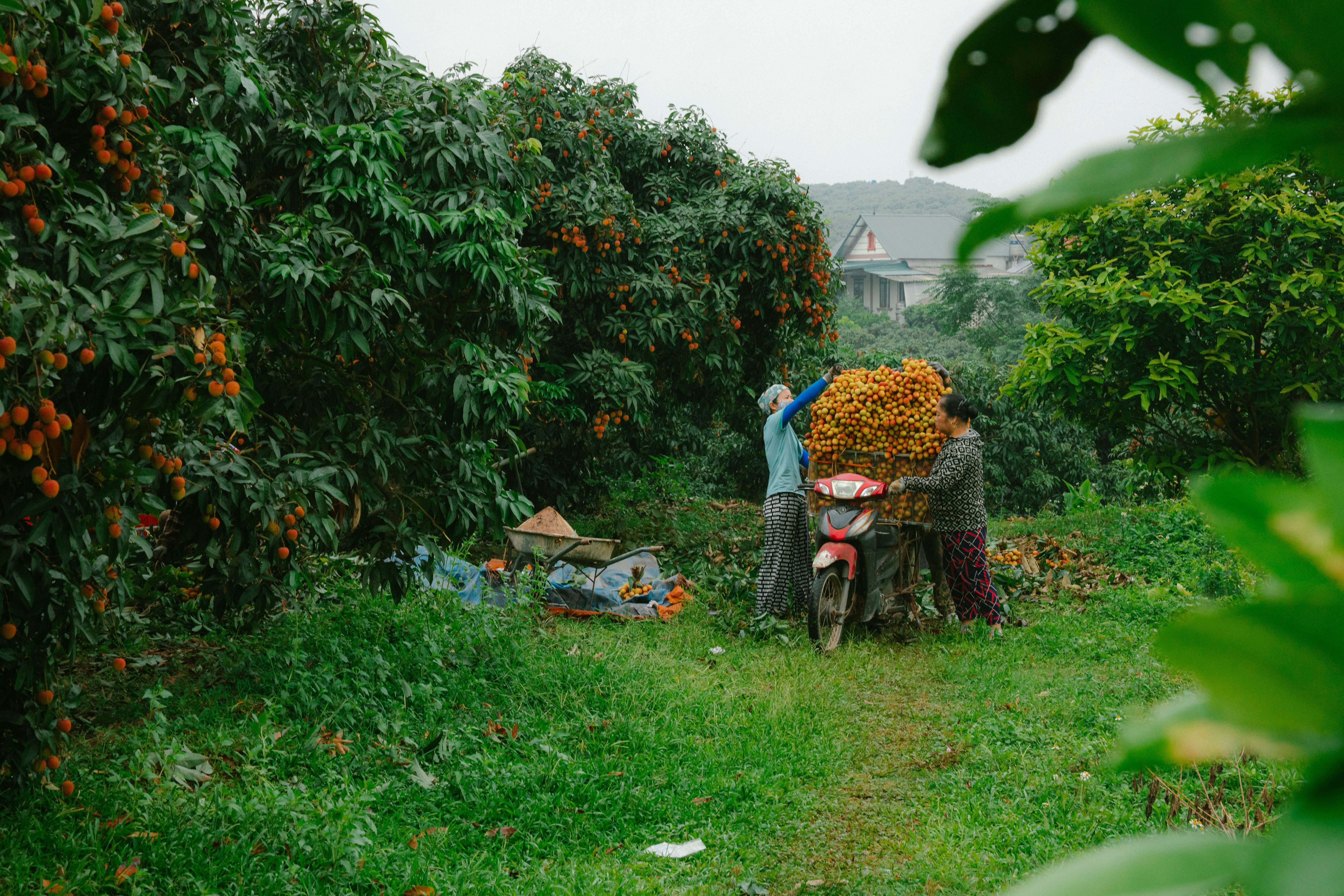 Agroforestry & Agri-Based Carbon Projects in the Global South — A 360° View