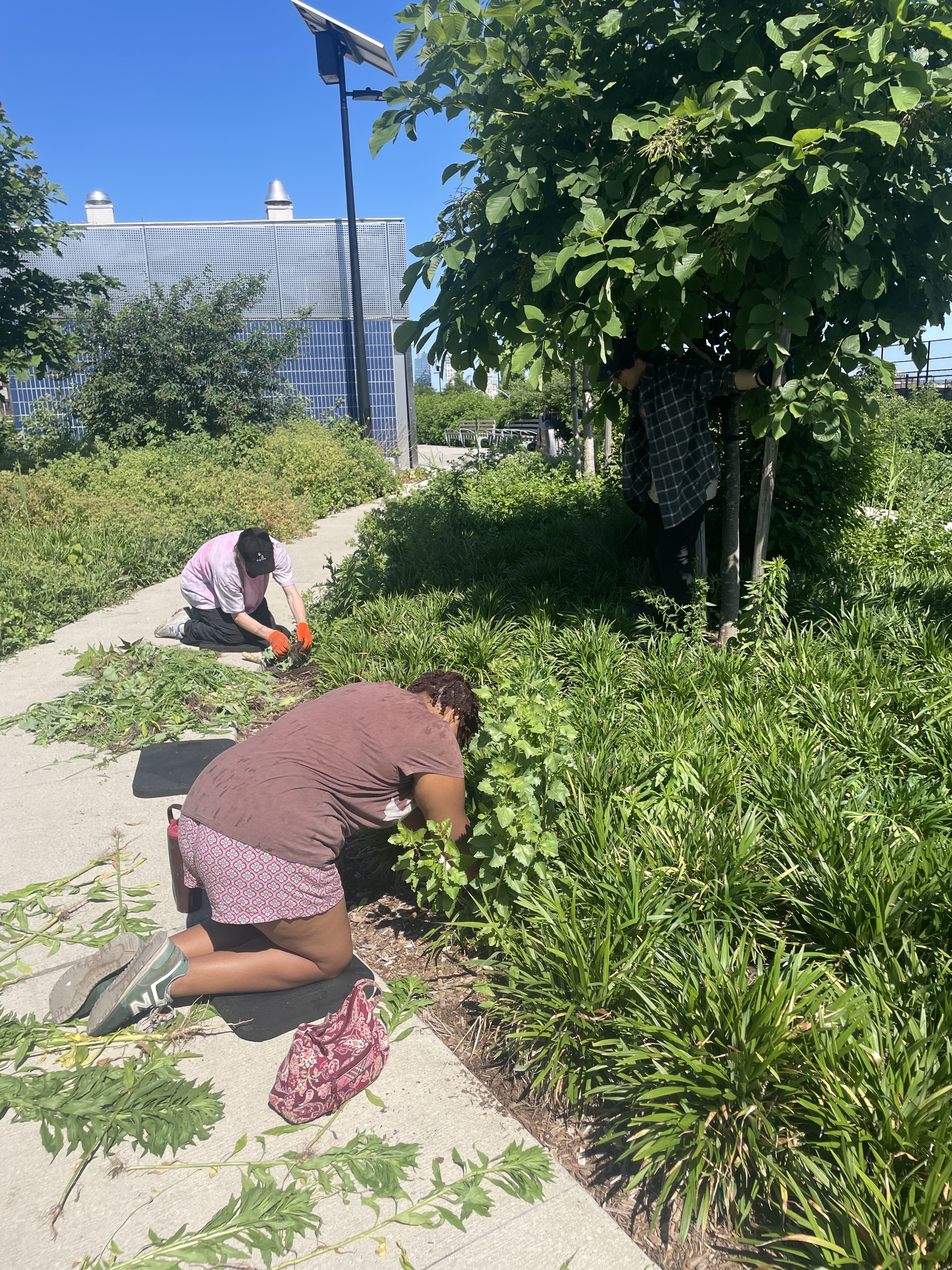 Climate Week: Stewardship at East River Park