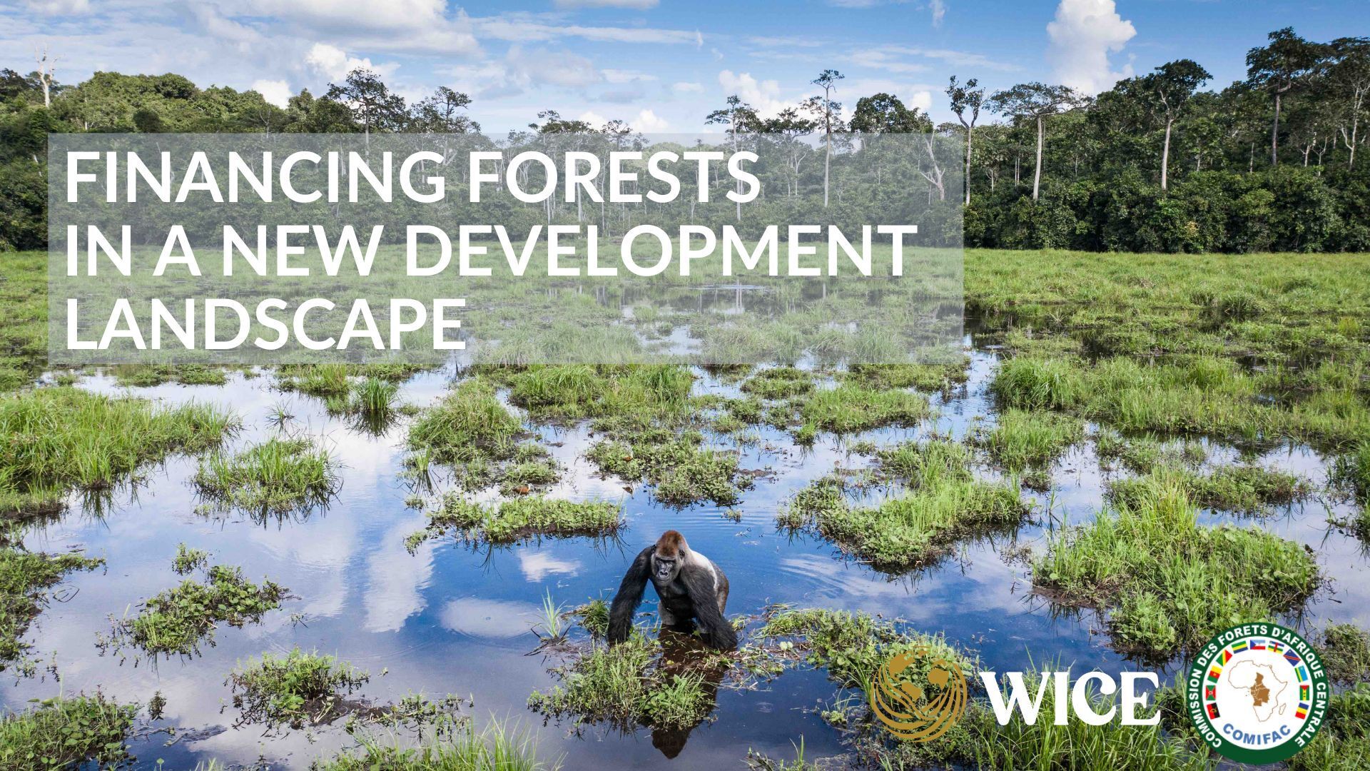 Financing Forests in the New Development Landscape