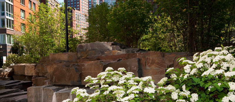 Forest Bathing for Climate