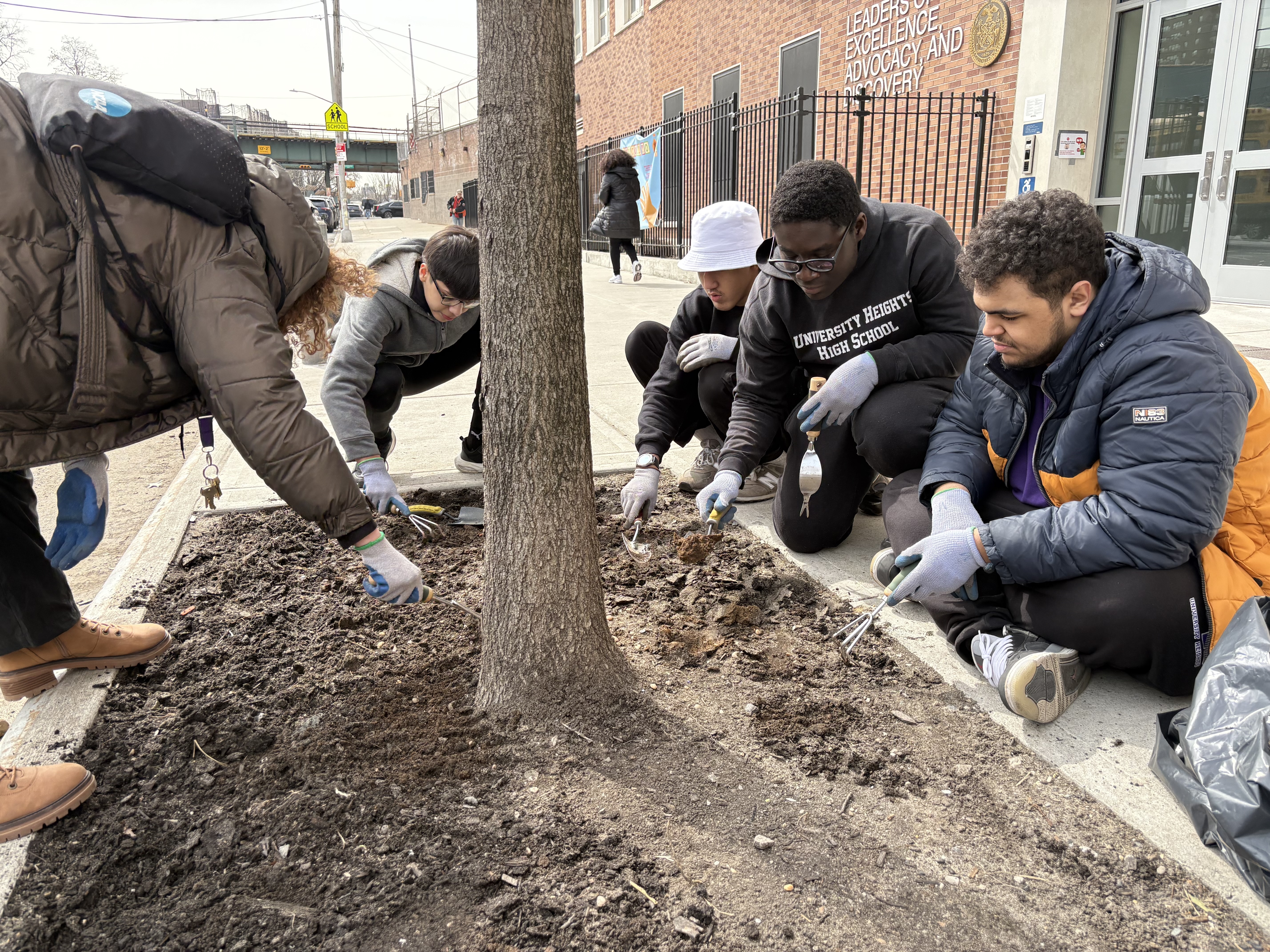 Harlem Street Tree Care