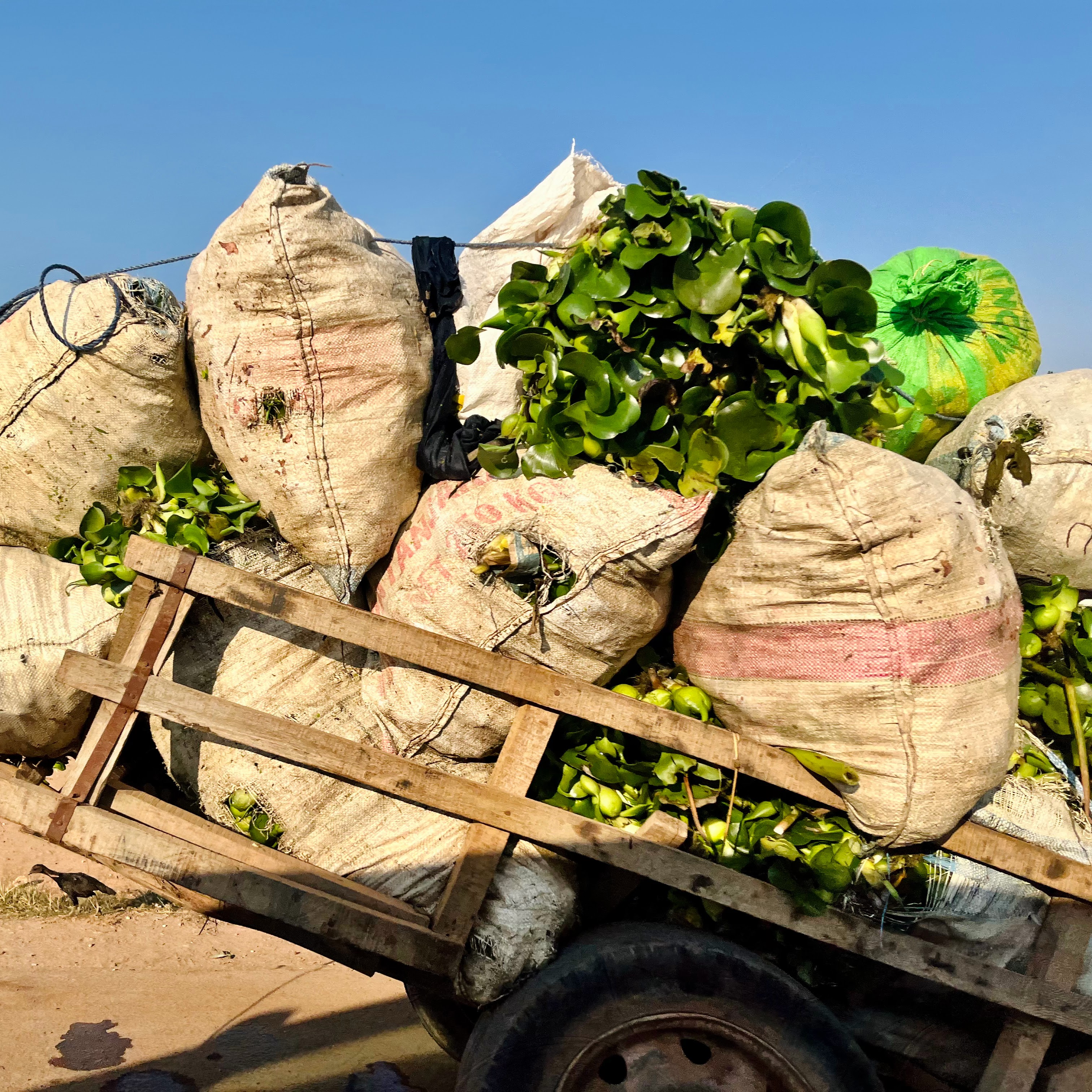 Resilient Food Systems at the Nexus of Climate, Nature, and Conflict