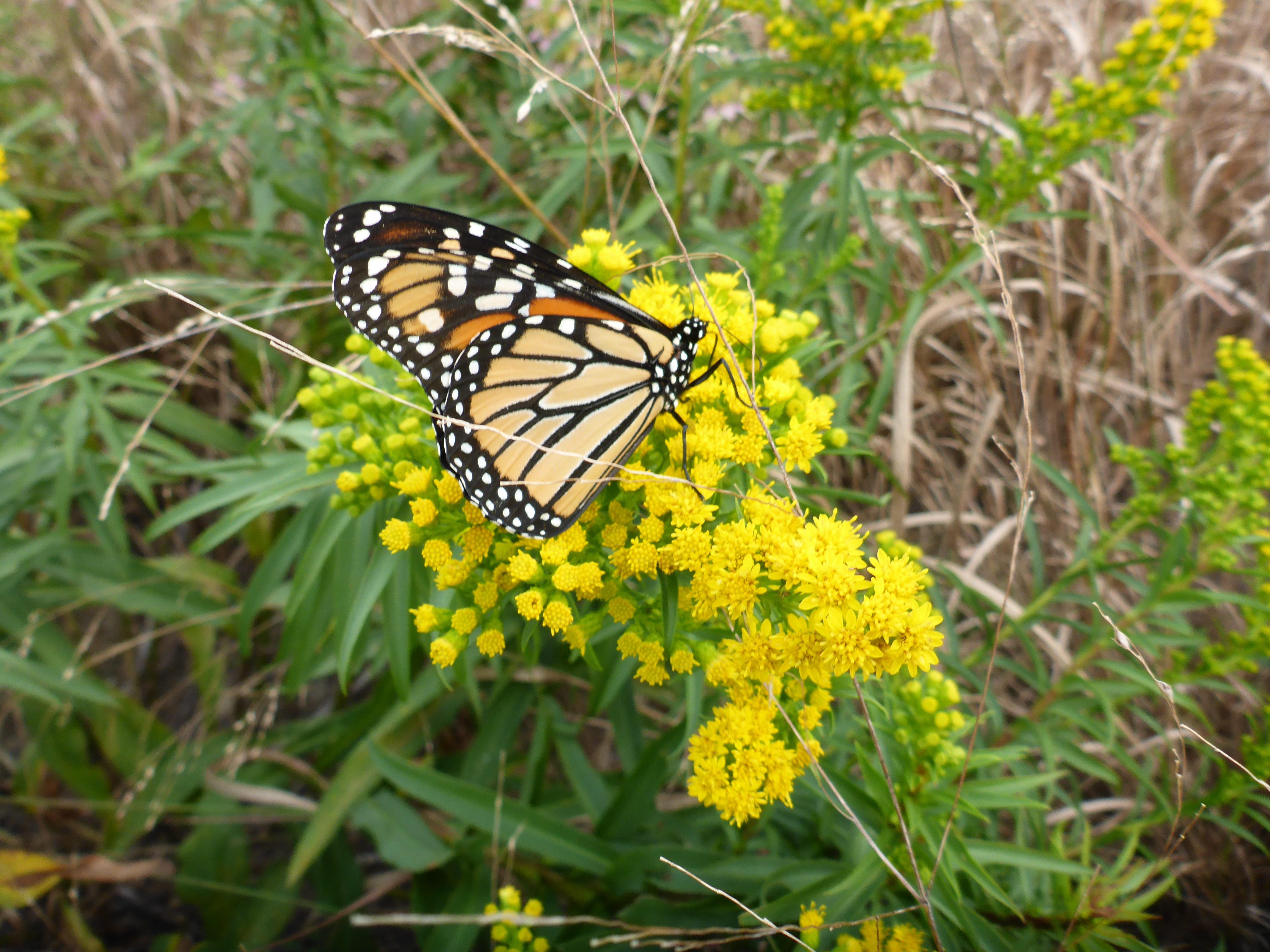 Climate Week: Monarch Watch at Marine Park