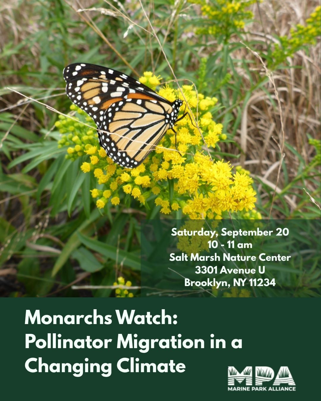 Monarchs Watch: Pollinator Migration in a Changing Climate