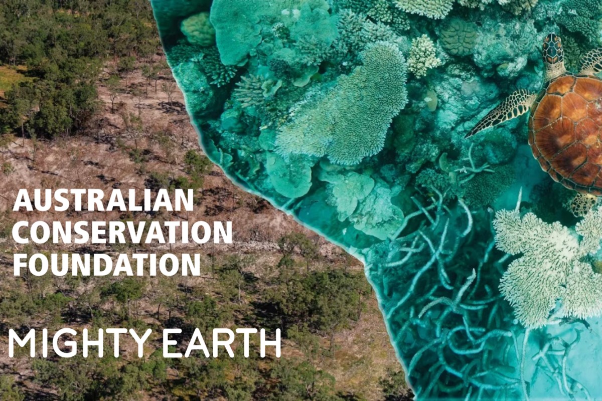From Beef to Reef: How Deforestation is Killing the Great Barrier Reef