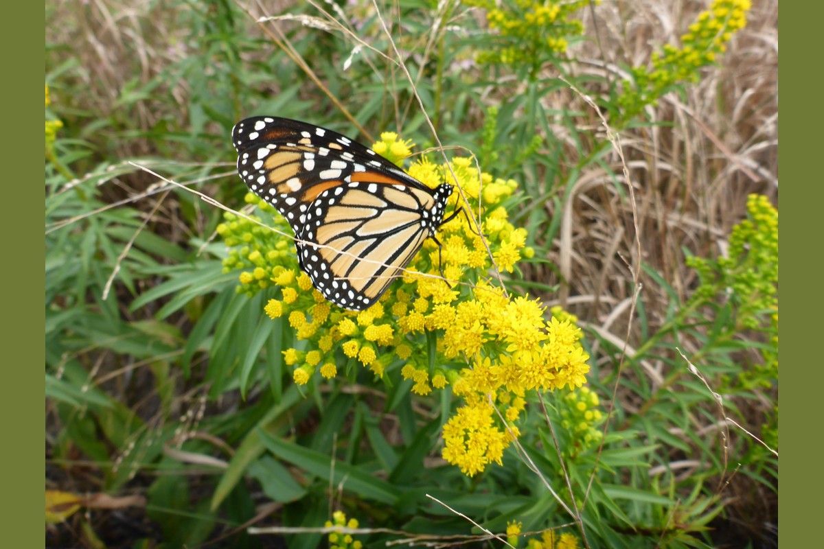 Climate Week: Monarch Watch at Marine Park