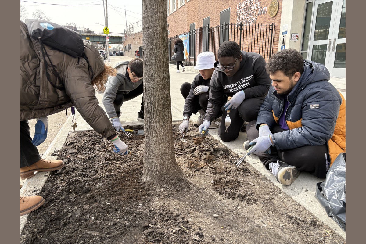 Harlem Street Tree Care