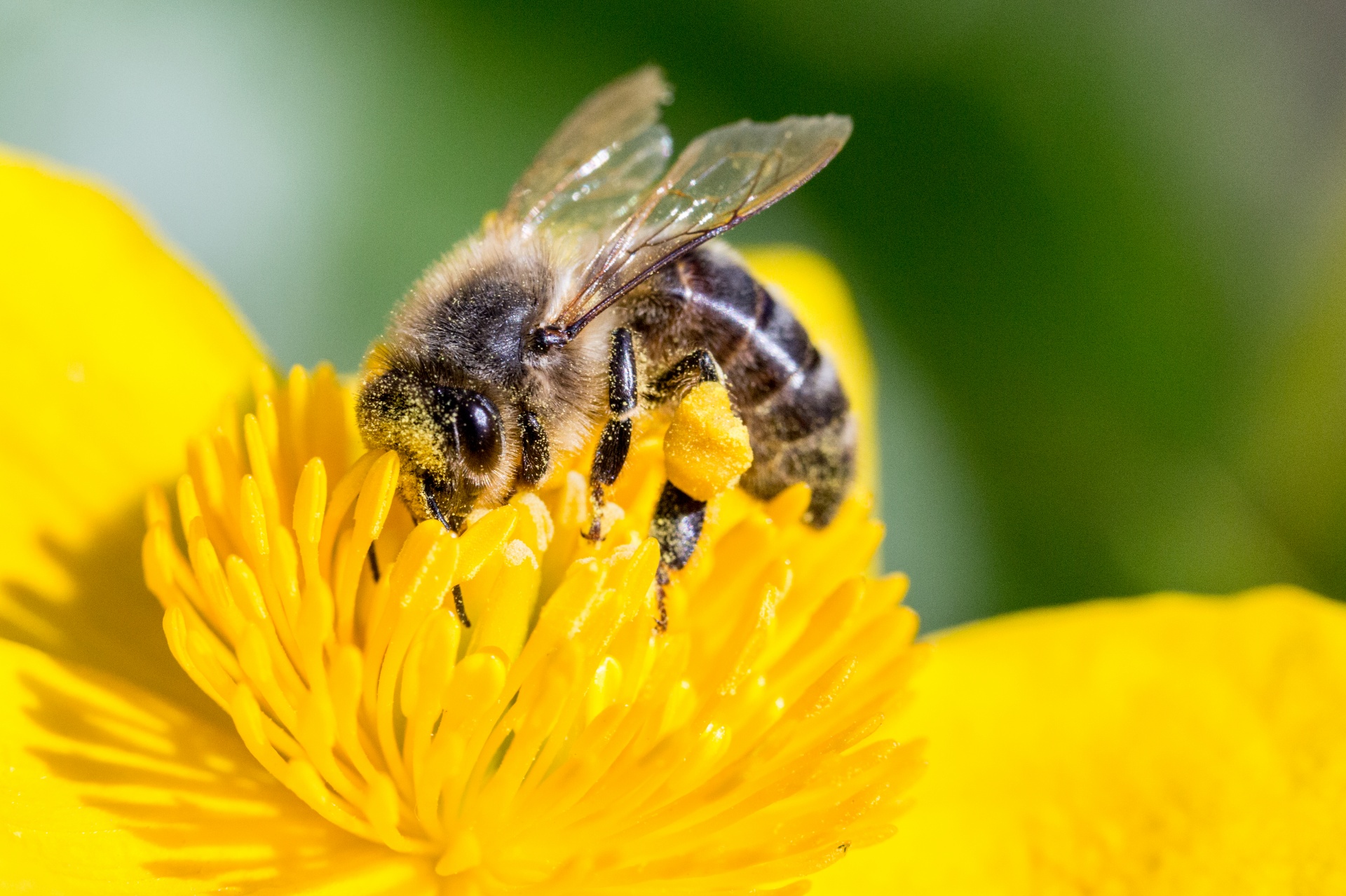 Climate Week NYC: Nature Detectives: Pollinators! @ Arverne Library - QPL