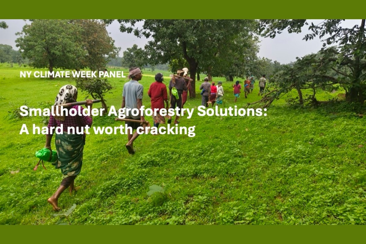 Smallholder Agroforestry Solutions: A hard nut worth cracking
