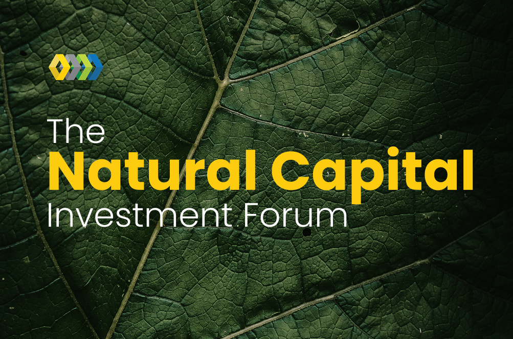 The Reforestation Blueprint: Cracking the Code on Blended Finance at Scale